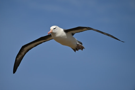 PLA20-24, Day 5, AY8_1711_20241022_6828 © Yves Adams - Oceanwide Expeditions.JPG