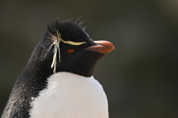 PLA20-24, Day 5, AY8_1815_20241022_6829 © Yves Adams - Oceanwide Expeditions.JPG