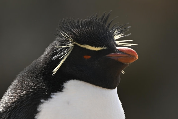 PLA20-24, Day 5, AY8_1941_20241022_6830 © Yves Adams - Oceanwide Expeditions.JPG