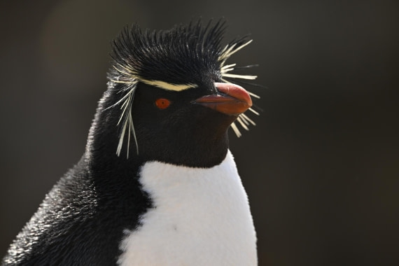 PLA20-24, Day 5, AY8_2111_20241022_6833 © Yves Adams - Oceanwide Expeditions.JPG