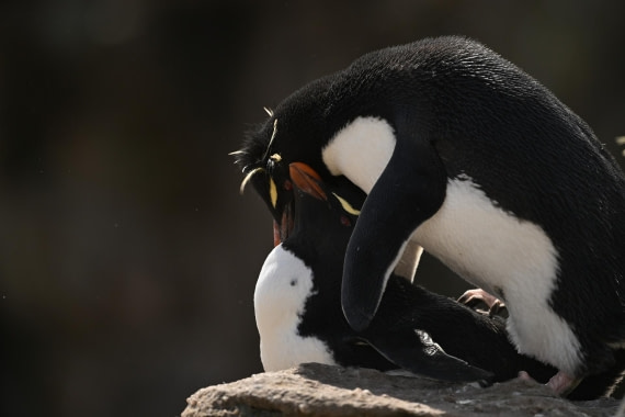 PLA20-24, Day 5, AY8_2462_20241022_6835 © Yves Adams - Oceanwide Expeditions.JPG