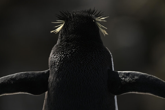 PLA20-24, Day 5, AY8_2610_20241022_6836 © Yves Adams - Oceanwide Expeditions.JPG