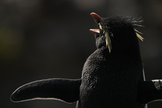 PLA20-24, Day 5, AY8_2640_20241022_6837 © Yves Adams - Oceanwide Expeditions.JPG