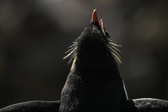PLA20-24, Day 5, AY8_2708_20241022_6838 © Yves Adams - Oceanwide Expeditions.JPG