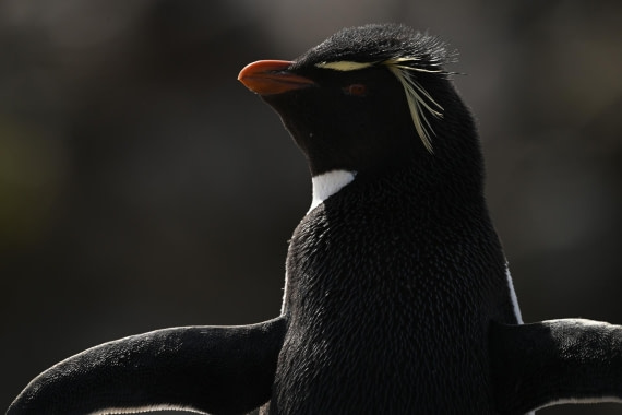 PLA20-24, Day 5, AY8_2893_20241022_6840 © Yves Adams - Oceanwide Expeditions.JPG