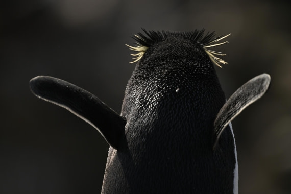 PLA20-24, Day 5, AY8_2988_20241022_6841 © Yves Adams - Oceanwide Expeditions.JPG