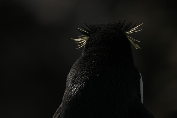 PLA20-24, Day 5, AY8_3096_20241022_6842 © Yves Adams - Oceanwide Expeditions.JPG