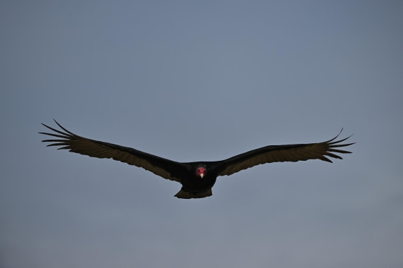 PLA20-24, Day 5, AY8_3513_20241022_6845 © Yves Adams - Oceanwide Expeditions.JPG