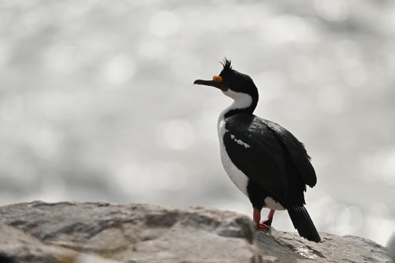 PLA20-24, Day 5, AY8_3901_20241022_6847 © Yves Adams - Oceanwide Expeditions.JPG