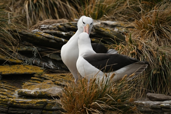 PLA20-24, Day 5, AY8_3958_20241022_6848 © Yves Adams - Oceanwide Expeditions.JPG
