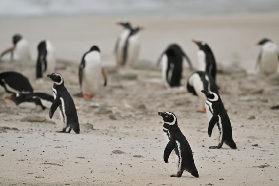 PLA20-24, Day 5, AY8_4034_20241022_6849 © Yves Adams - Oceanwide Expeditions.JPG