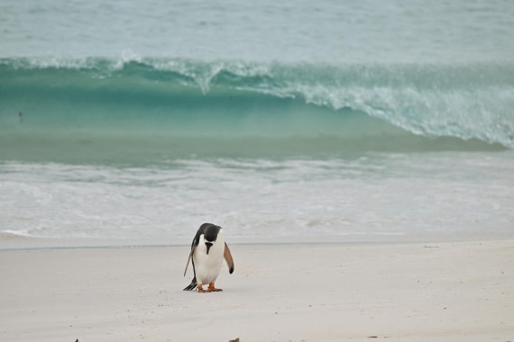 PLA20-24, Day 5, AY8_4060_20241022_6850 © Yves Adams - Oceanwide Expeditions.JPG