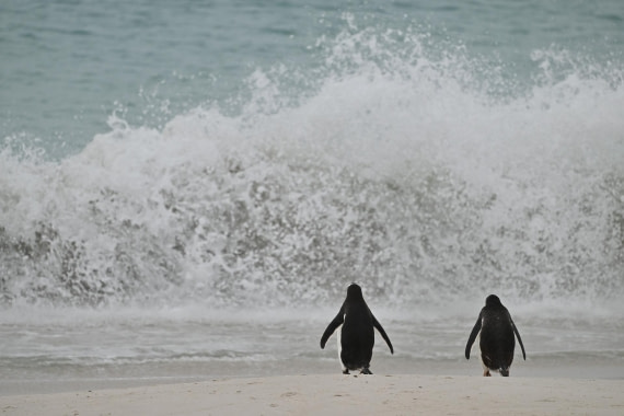 PLA20-24, Day 5, AY8_4168_20241022_6852 © Yves Adams - Oceanwide Expeditions.JPG