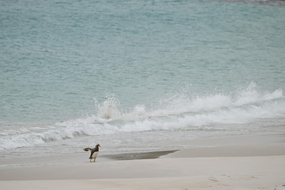PLA20-24, Day 5, AY8_4185_20241022_6853 © Yves Adams - Oceanwide Expeditions.JPG