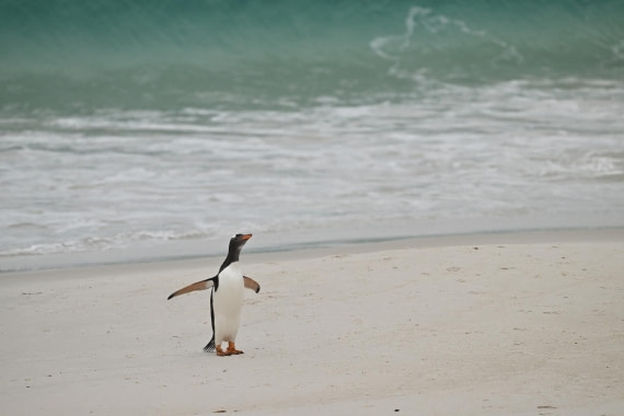 PLA20-24, Day 5, AY8_4245_20241022_6854 © Yves Adams - Oceanwide Expeditions.JPG