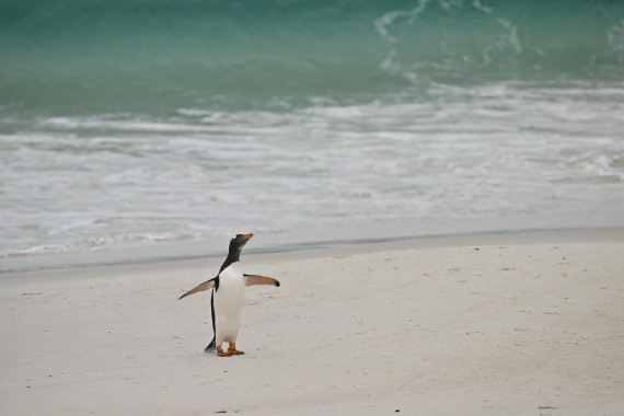 PLA20-24, Day 5, AY8_4247_20241022_6855 © Yves Adams - Oceanwide Expeditions.JPG