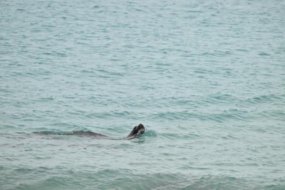 PLA20-24, Day 5, AY8_4388_20241022_6856 © Yves Adams - Oceanwide Expeditions.JPG