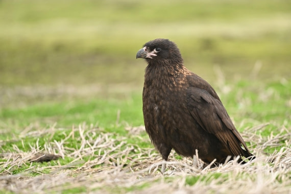 PLA20-24, Day 5, AY8_4637_20241022_6859 © Yves Adams - Oceanwide Expeditions.JPG
