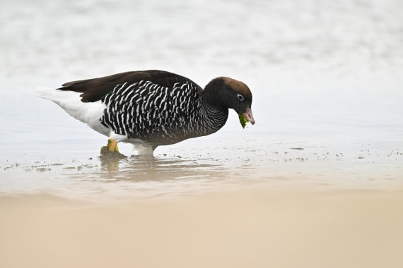 PLA20-24, Day 5, AY8_5042_20241022_6761 © Yves Adams - Oceanwide Expeditions.JPG