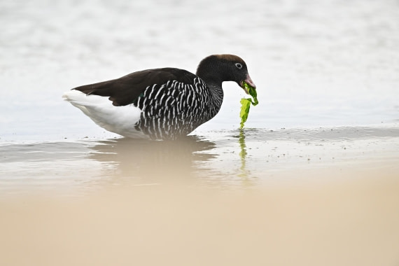 PLA20-24, Day 5, AY8_5049_20241022_6762 © Yves Adams - Oceanwide Expeditions.JPG