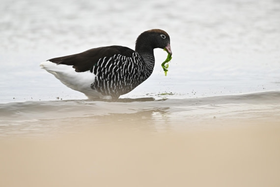 PLA20-24, Day 5, AY8_5057_20241022_6763 © Yves Adams - Oceanwide Expeditions.JPG