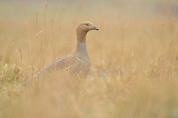 PLA20-24, Day 5, AY8_5713_20241022_6769 © Yves Adams - Oceanwide Expeditions.JPG