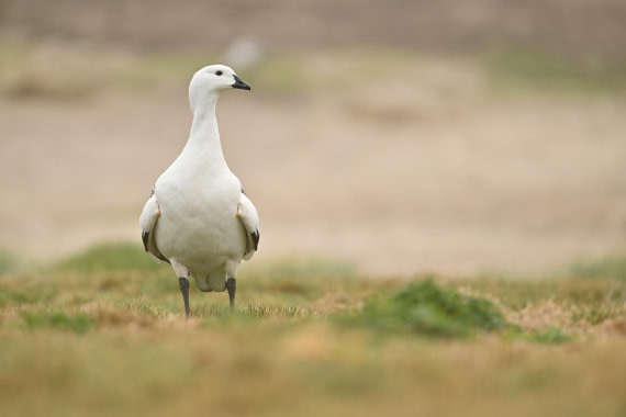 PLA20-24, Day 5, AY8_6142_20241022_6772 © Yves Adams - Oceanwide Expeditions.JPG