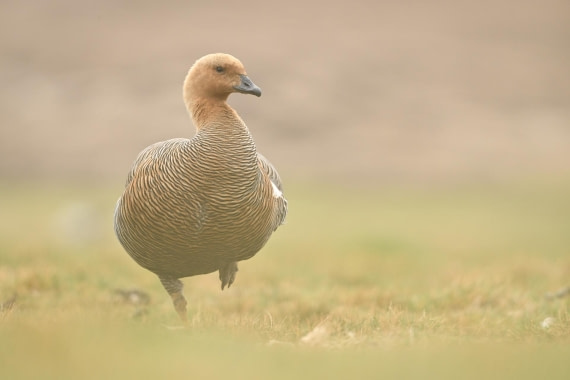 PLA20-24, Day 5, AY8_6267_20241022_6773 © Yves Adams - Oceanwide Expeditions.JPG