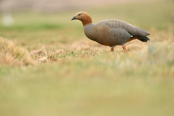 PLA20-24, Day 5, AY8_6322_20241022_6774 © Yves Adams - Oceanwide Expeditions.JPG