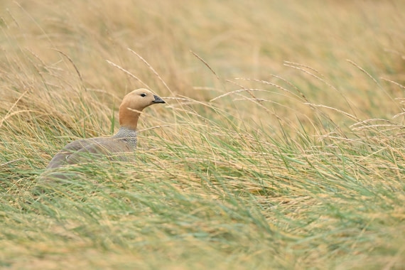 PLA20-24, Day 5, AY8_6341_20241022_6775 © Yves Adams - Oceanwide Expeditions.JPG