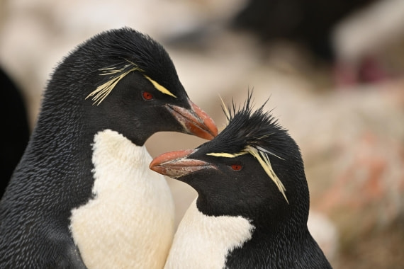 PLA20-24, Day 5, AY8_6386_20241022_6776 © Yves Adams - Oceanwide Expeditions.JPG