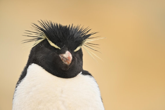 PLA20-24, Day 5, AY8_6456_20241022_6777 © Yves Adams - Oceanwide Expeditions.JPG