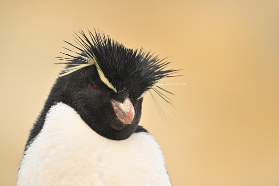PLA20-24, Day 5, AY8_6549_20241022_6778 © Yves Adams - Oceanwide Expeditions.JPG