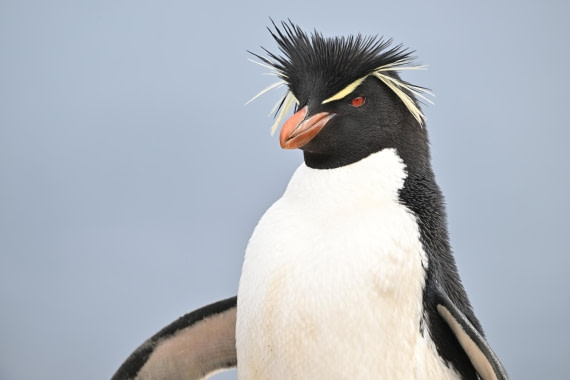 PLA20-24, Day 5, AY8_6982_20241022_6783 © Yves Adams - Oceanwide Expeditions.JPG