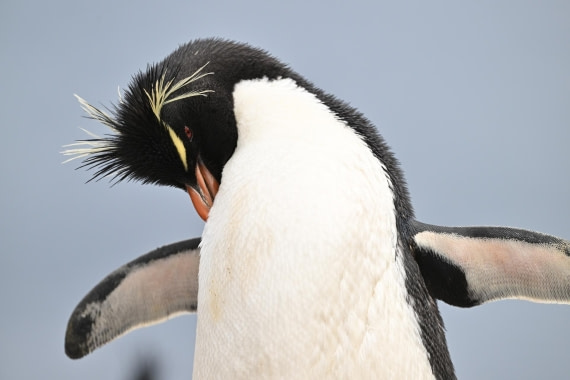 PLA20-24, Day 5, AY8_7100_20241022_6784 © Yves Adams - Oceanwide Expeditions.JPG