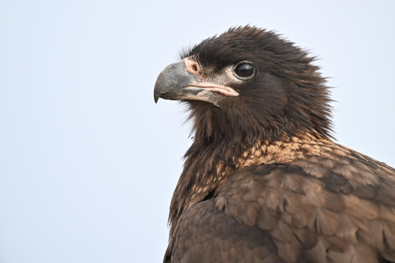 PLA20-24, Day 5, AY8_7450_20241022_6786 © Yves Adams - Oceanwide Expeditions.JPG