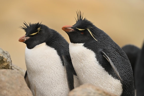 PLA20-24, Day 5, AY8_8013_20241022_6789 © Yves Adams - Oceanwide Expeditions.JPG