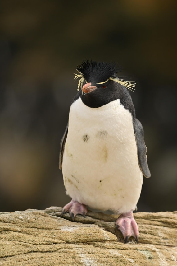 PLA20-24, Day 5, AY8_8049_20241022_6790 © Yves Adams - Oceanwide Expeditions.JPG