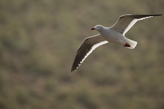 PLA20-24, Day 5, AY8_8172_20241022_6792 © Yves Adams - Oceanwide Expeditions.JPG