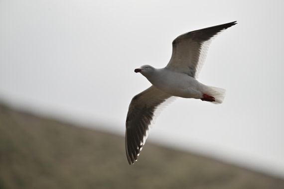 PLA20-24, Day 5, AY8_8180_20241022_6793 © Yves Adams - Oceanwide Expeditions.JPG