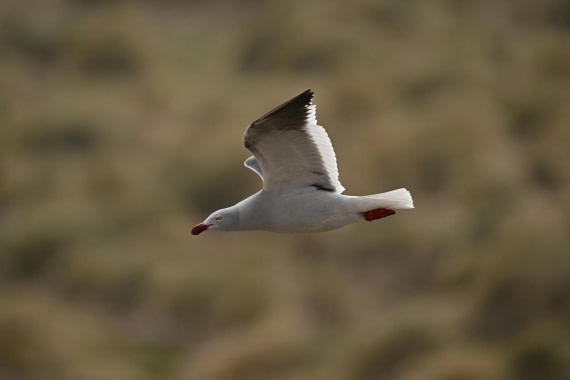 PLA20-24, Day 5, AY8_8218_20241022_6794 © Yves Adams - Oceanwide Expeditions.JPG