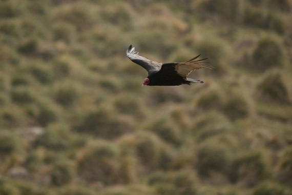 PLA20-24, Day 5, AY8_8435_20241022_6799 © Yves Adams - Oceanwide Expeditions.JPG