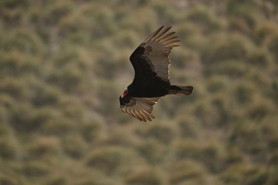 PLA20-24, Day 5, AY8_8479_20241022_6800 © Yves Adams - Oceanwide Expeditions.JPG
