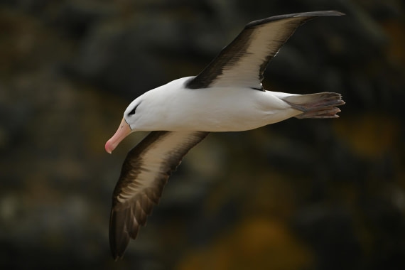 PLA20-24, Day 5, AY8_8726_20241022_6804 © Yves Adams - Oceanwide Expeditions.JPG