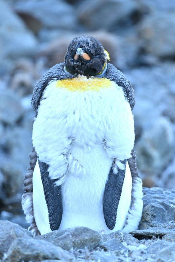 PLA20-24, Day 9, YA6_2633_20241026_7183 © Yves Adams - Oceanwide Expeditions.JPG