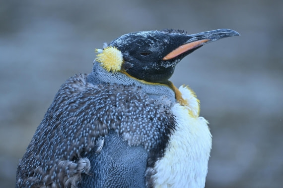 PLA20-24, Day 9, YA6_2604_20241026_7182 © Yves Adams - Oceanwide Expeditions.JPG
