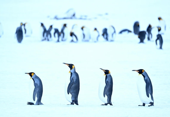 PLA20-24, Day 9, YA6_2766_20241026_7184 © Yves Adams - Oceanwide Expeditions.JPG