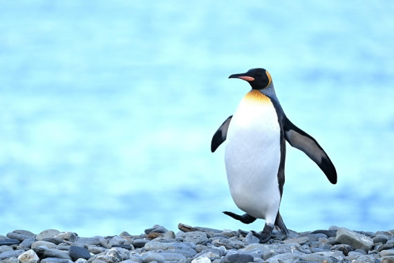 PLA20-24, Day 9, YA6_2901_20241026_7185 © Yves Adams - Oceanwide Expeditions.JPG