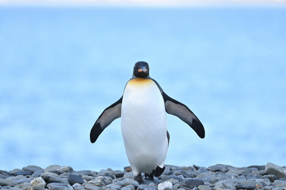 PLA20-24, Day 9, YA6_2914_20241026_7187 © Yves Adams - Oceanwide Expeditions.JPG