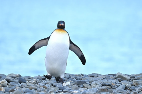 PLA20-24, Day 9, YA6_2920_20241026_7188 © Yves Adams - Oceanwide Expeditions.JPG